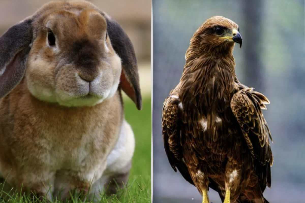 Il fascino di questo test deriva anche dalla forza simbolica degli animali. Il coniglio, tradizionalmente associato alla timidezza